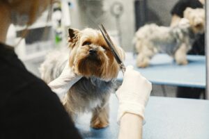 Pet grooming services in Dubai